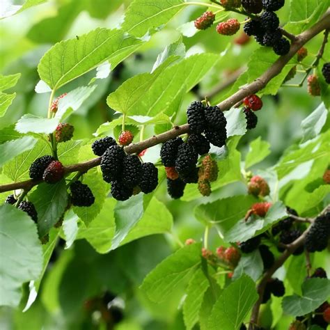 black mulberry.